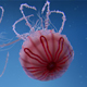 Jellyfish Animated 3D Model
