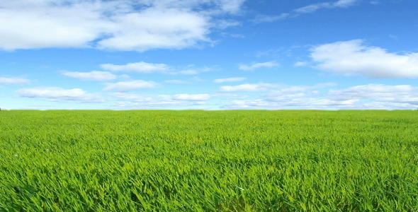 Green Field, Stock Footage | VideoHive