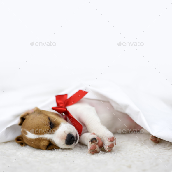 puppy with red bow