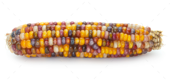 Rainbow corn - Stock Photo - Images