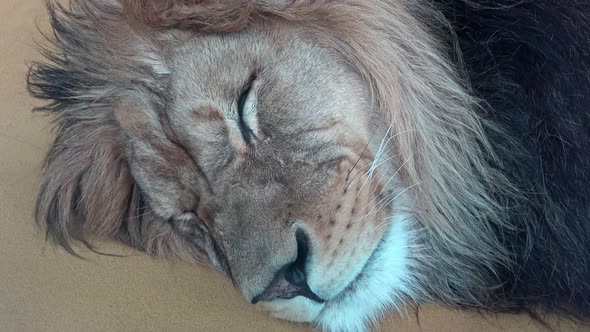 Barbary lion (Panthera leo leo). Sleeping lion