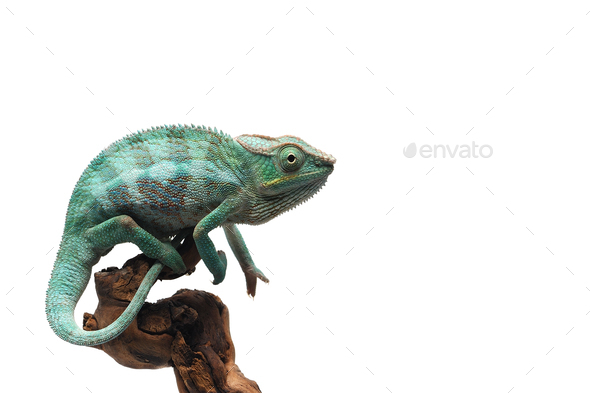 Blue lizard Panther chameleon isolated on white background - Stock Photo - Images