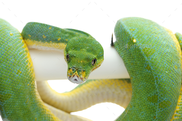 Green tree python isolated on white background - Stock Photo - Images