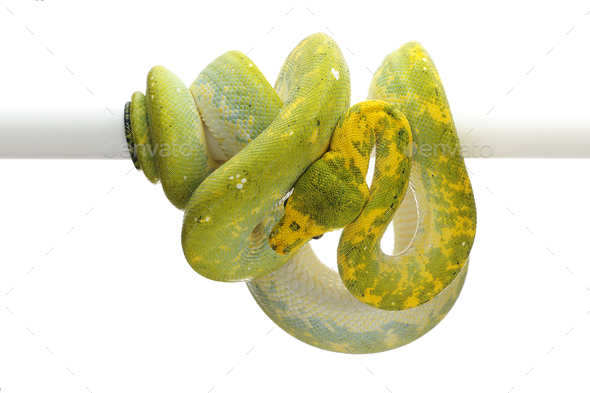 Green tree python isolated on white background - Stock Photo - Images