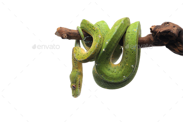 Green tree python isolated on white background Stock Photo by PetlinDmitry