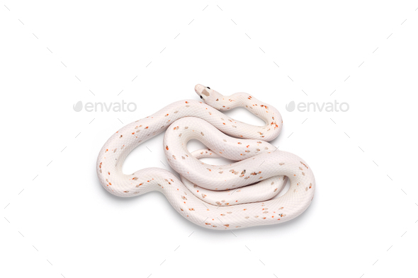 Corn snake isolated on white background - Stock Photo - Images