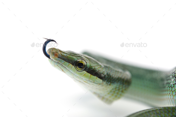 The red-tailed green ratsnake isolated on white background - Stock Photo - Images