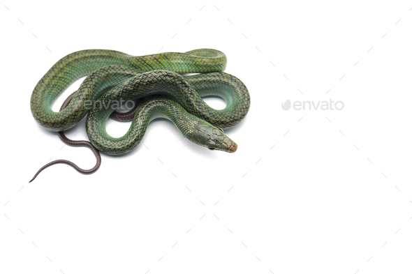 The red-tailed green ratsnake isolated on white background - Stock Photo - Images
