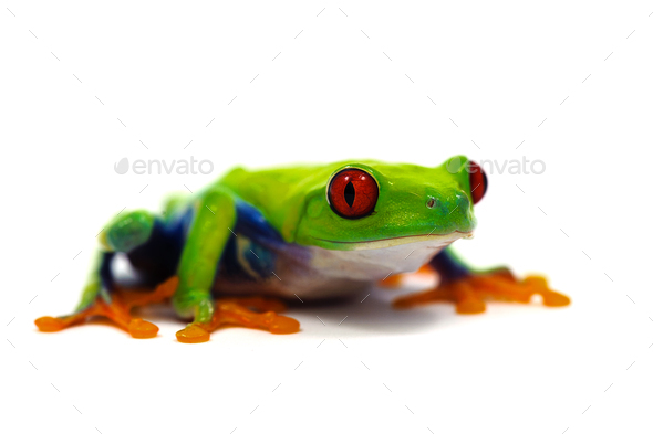 Red eyed tree frog isolated on white background Stock Photo by PetlinDmitry