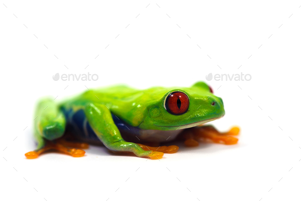 Red eyed tree frog isolated on white background Stock Photo by PetlinDmitry