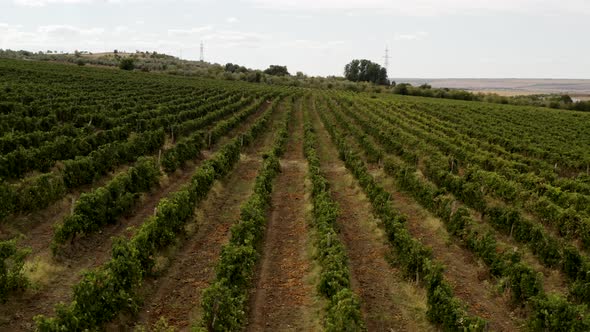 Aerial View Over Vineyard Fields