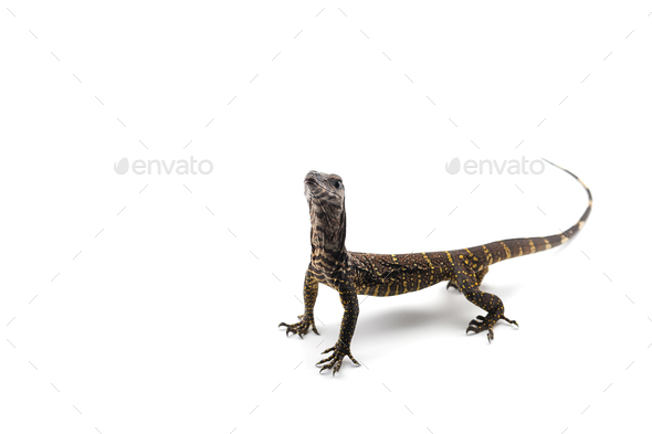 The black roughneck monitor lizard isolated on white backgrouns - Stock Photo - Images