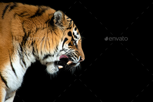 Premium Photo  Portrait of a tiger on black background generative