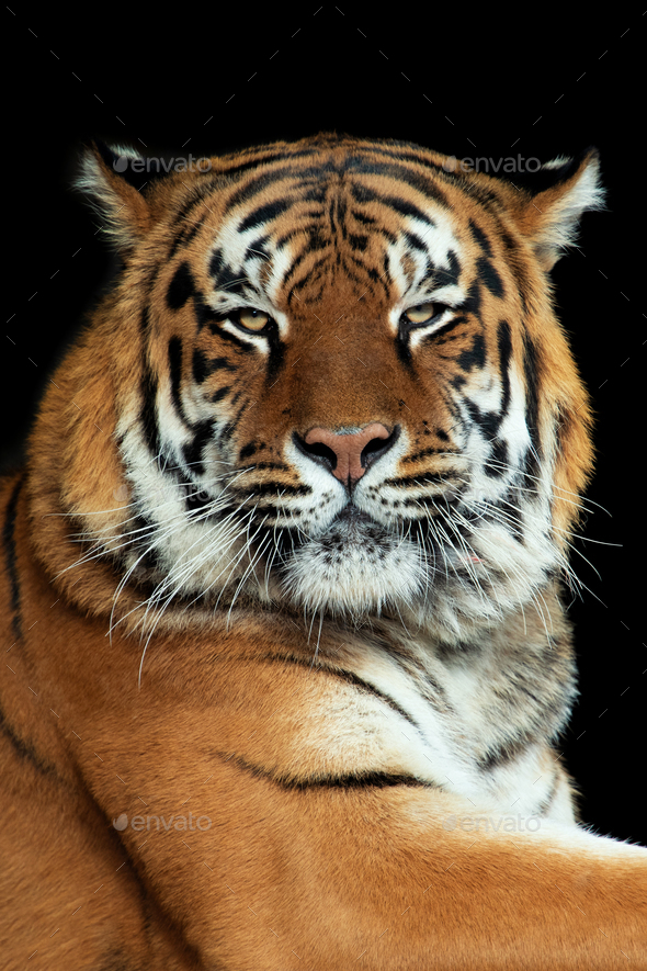 Tiger portrait on black background Stock Photo by byrdyak | PhotoDune