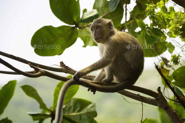 Crab-eating macaque Macaca fascicularis also known as long-taile - Stock Photo - Images