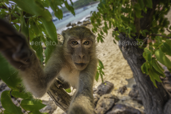 Curious monkey holds camera looking directly into the lens Crab- - Stock Photo - Images