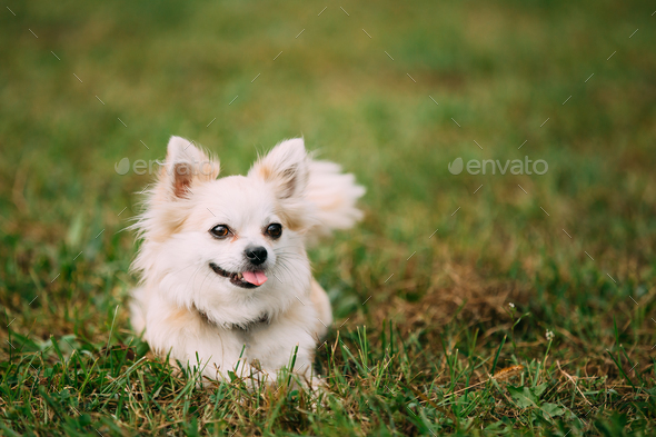 Beautiful Funny Young White Chihuahua Dog Sitting On Green Gr Funny Young White Chihuahua Dog Sitting