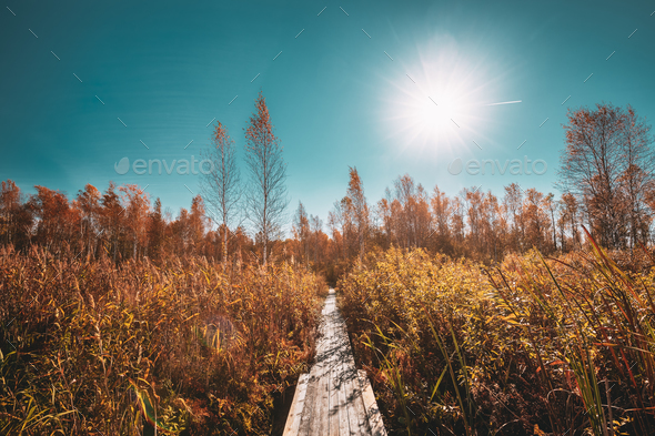 Beautiful Wooden Boarding Path Way Trail Pathway In Autumn Fores