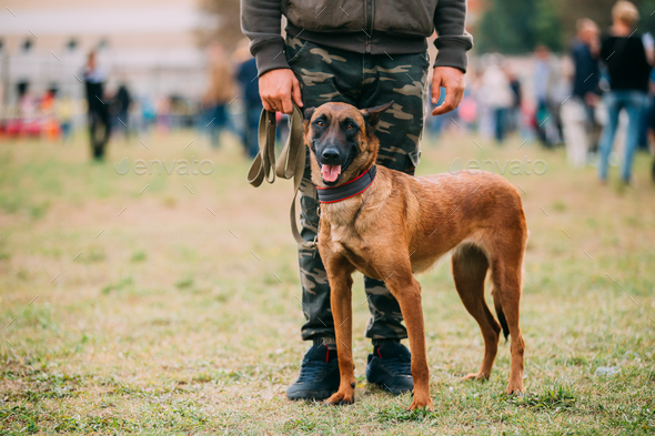 Handler Working With A Malinois Dog In Training In Summer Day