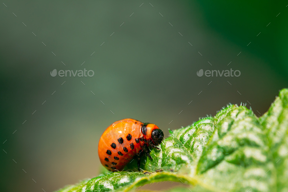 Larva Of Leptinotarsa Decemlineata eating potatoes leafs. Seriou - Stock Photo - Images