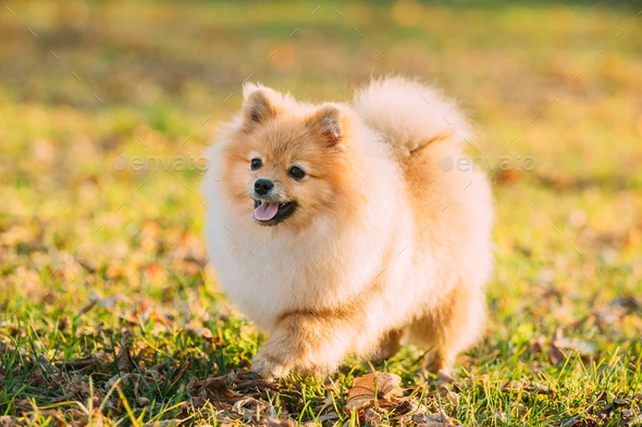 Funny Young Red Puppy Pomeranian Spitz Puppy Dog Happy Play Outd ...