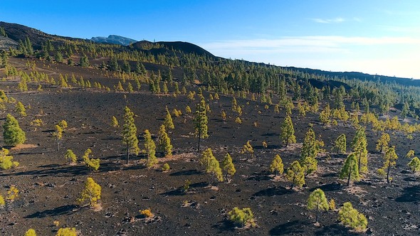 Teide Pine Forest Aerial