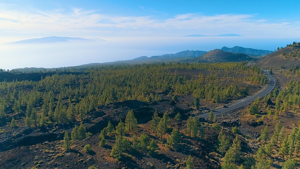 Canaries Pine Forest
