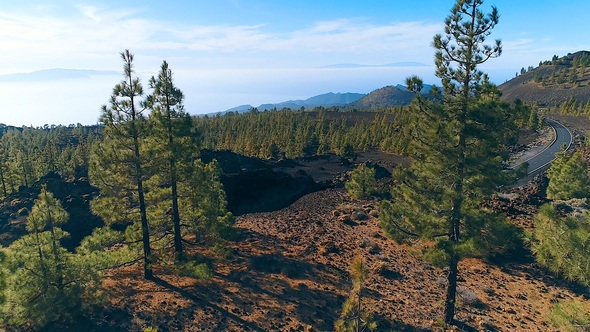 Canaries Pine Forest 