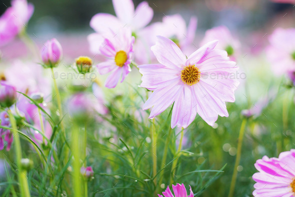 Pink cosmos with morning sun