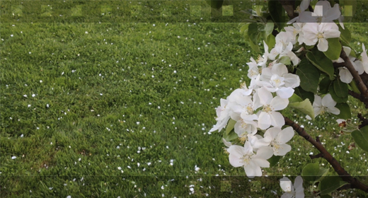 Blooming Apple Video