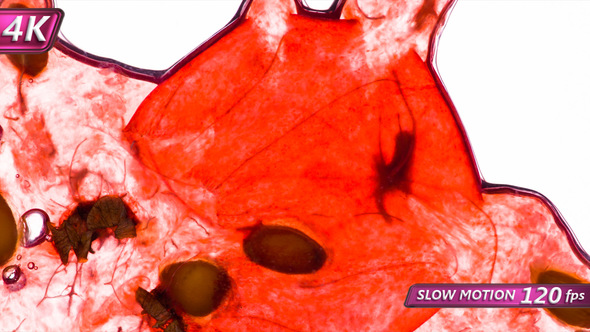 Crushed One Red Currant alt