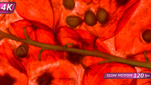 Squeeze Currant Fragrant Berries alt