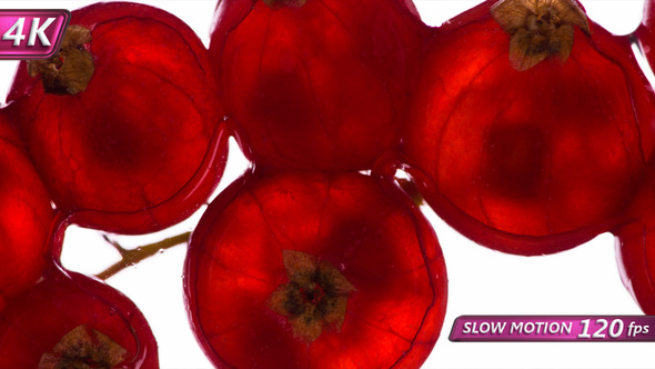 Squeeze Juice From Red Currant alt