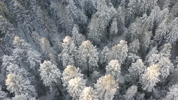 Aerial view of forest covered with Snow