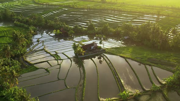 Aerial video in an amazing landscape rice field on Jatiluwih Rice Terraces, Bali, Indonesia alt