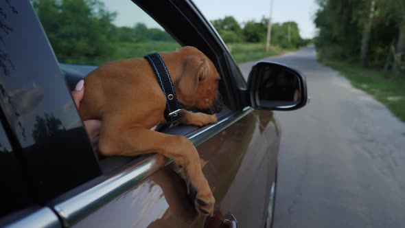 German Boxer Puppy Rides in the Car and Looks Out the Window Dog Travel alt