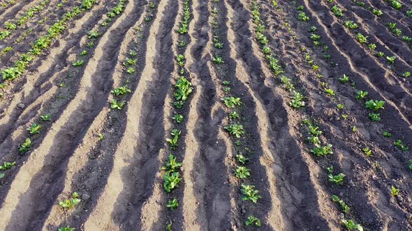 Rows of Green Potato Shoots on the Field  Growing Potatoes on the Farm alt