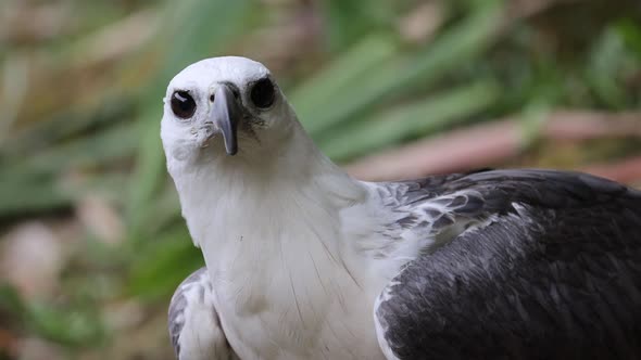 Close up White Bellied Sea Eagle alt