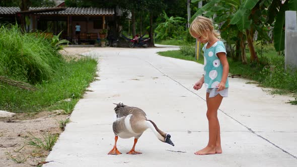 A Child Tries to Pet a Goose