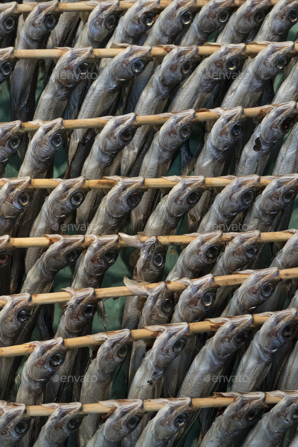 Rows of drying raw horse mackerels