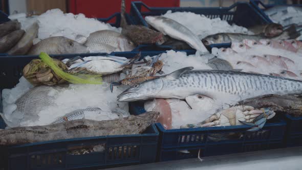 View of Different Kinds of Fishes Lying on Ice in Market Stall alt