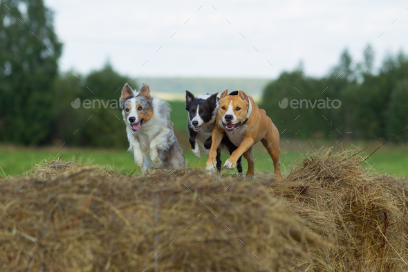 Dogs in the hay. Border Collie and Staffordshire Terrier on hay rolls