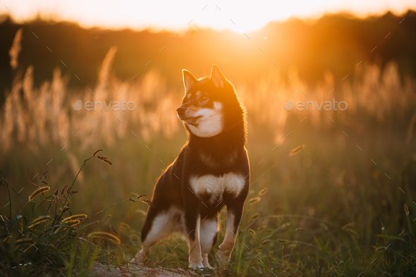 Black And Tan Shiba Inu Dog Sitting Outdoor In Grass During Suns