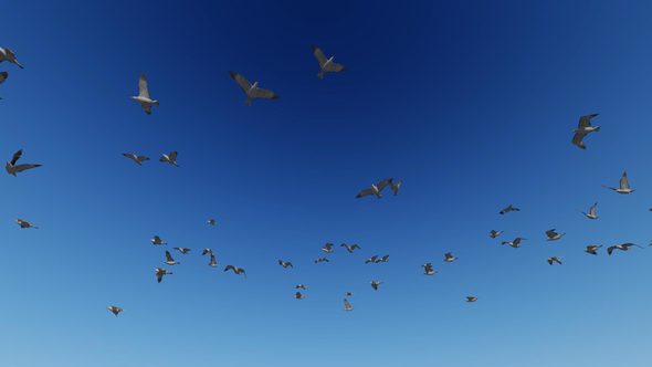 Birds Looking Up