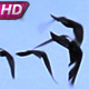 Huge Flock Of Birds Closes The Sky - VideoHive Item for Sale