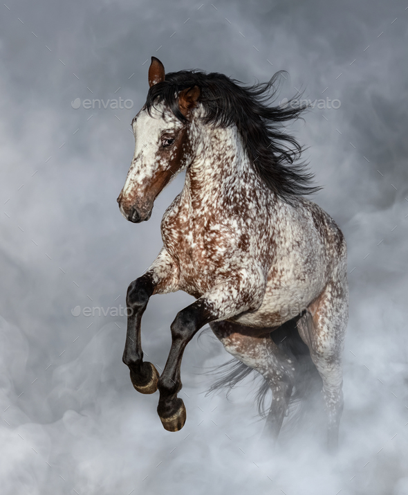 Appaloosa horse rearing in light smoke. - Stock Photo - Images