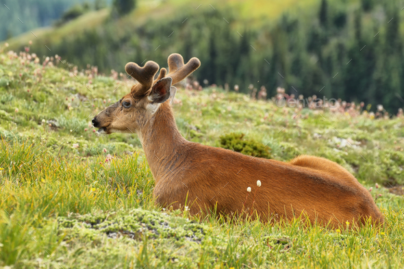 Deer in Olympic National Park, WA, USA - Stock Photo - Images