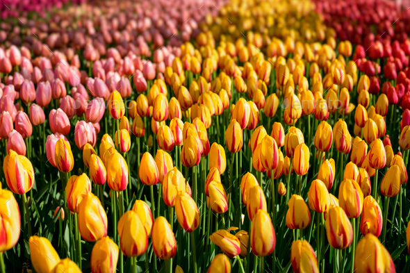 Blooming tulips flowerbed in Keukenhof flower garden, Netherland - Stock Photo - Images