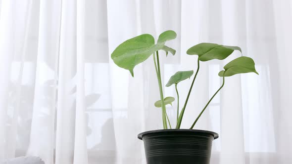 Monstera plant in a pot with bright green leaves placed on the table in the living room with white c alt