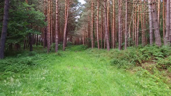 Personal Perspective of Walking on a Path in the Green Forest, Steady Cam Shot. Pov of Hiker Walking alt